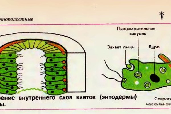 Как в торе загрузить фото на мегу