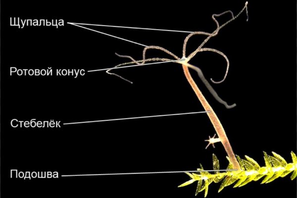 Как зайти на сайт блэкспрут через тор